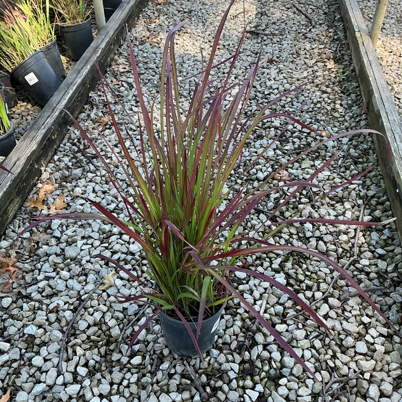 Red Baron Japanese Blood Grass in a #1 container displaying deep burgundy and green blades at a nursery.