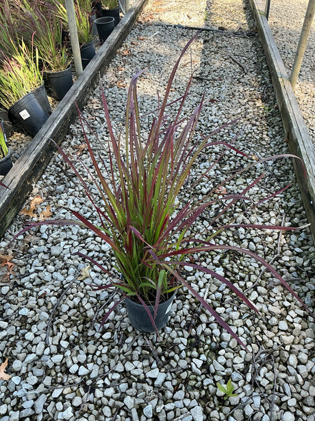 Red Baron Japanese Blood Grass in a #1 container displaying deep burgundy and green blades at a nursery.