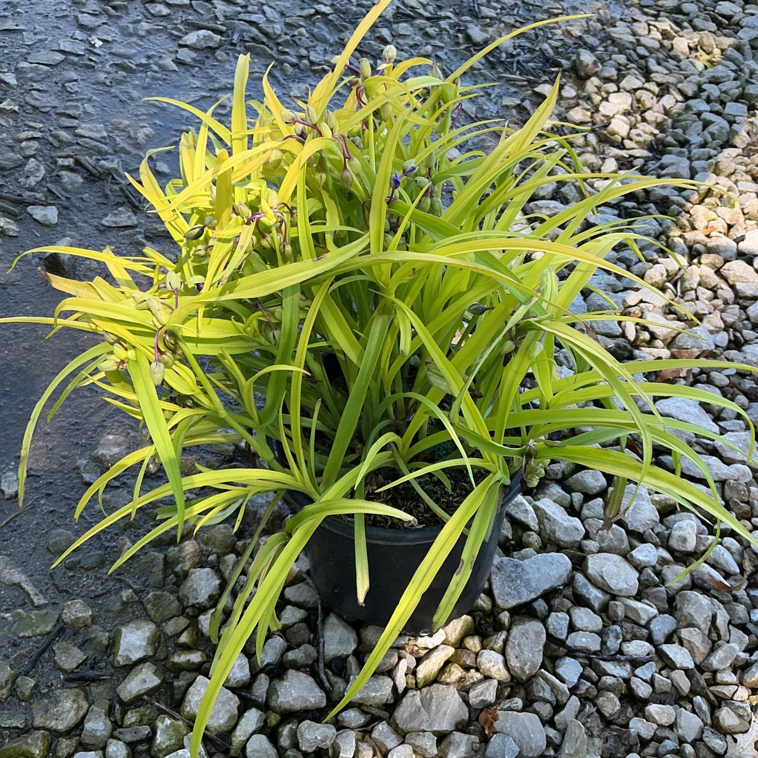 Sweet Kate Spiderwort in a #1 container showing chartreuse foliage and purple flower buds, set on gravel.