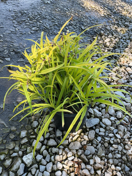 Sweet Kate Spiderwort in a #1 container showing chartreuse foliage and purple flower buds, set on gravel.