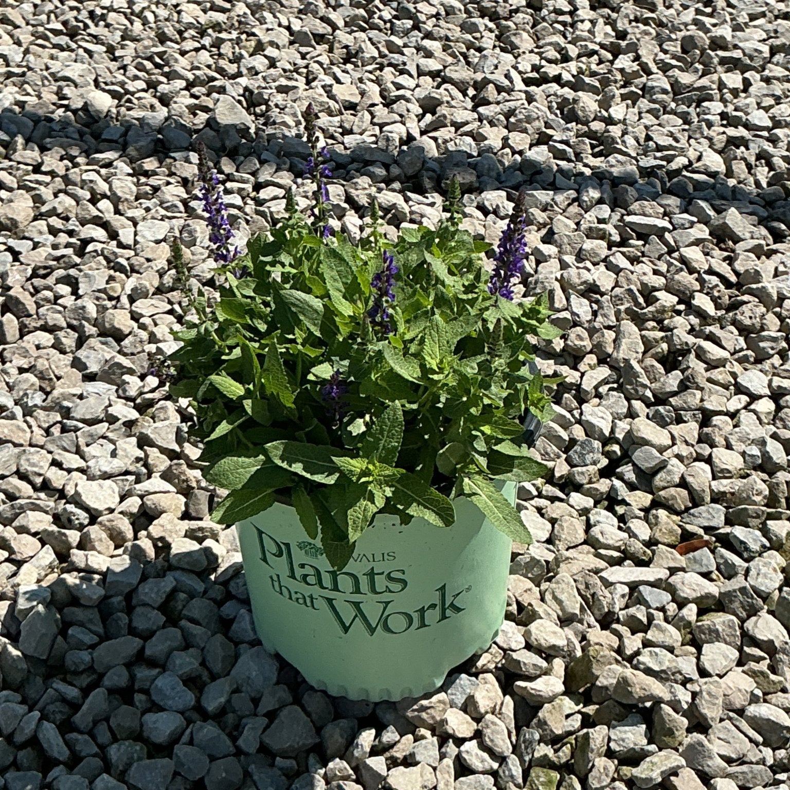Blue Bouquetta Meadow Sage in a nursery container with purple flower spikes, sitting on gravel in bright sunlight.