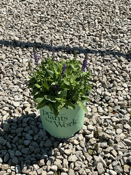 Blue Bouquetta Meadow Sage in a nursery container with purple flower spikes, sitting on gravel in bright sunlight.