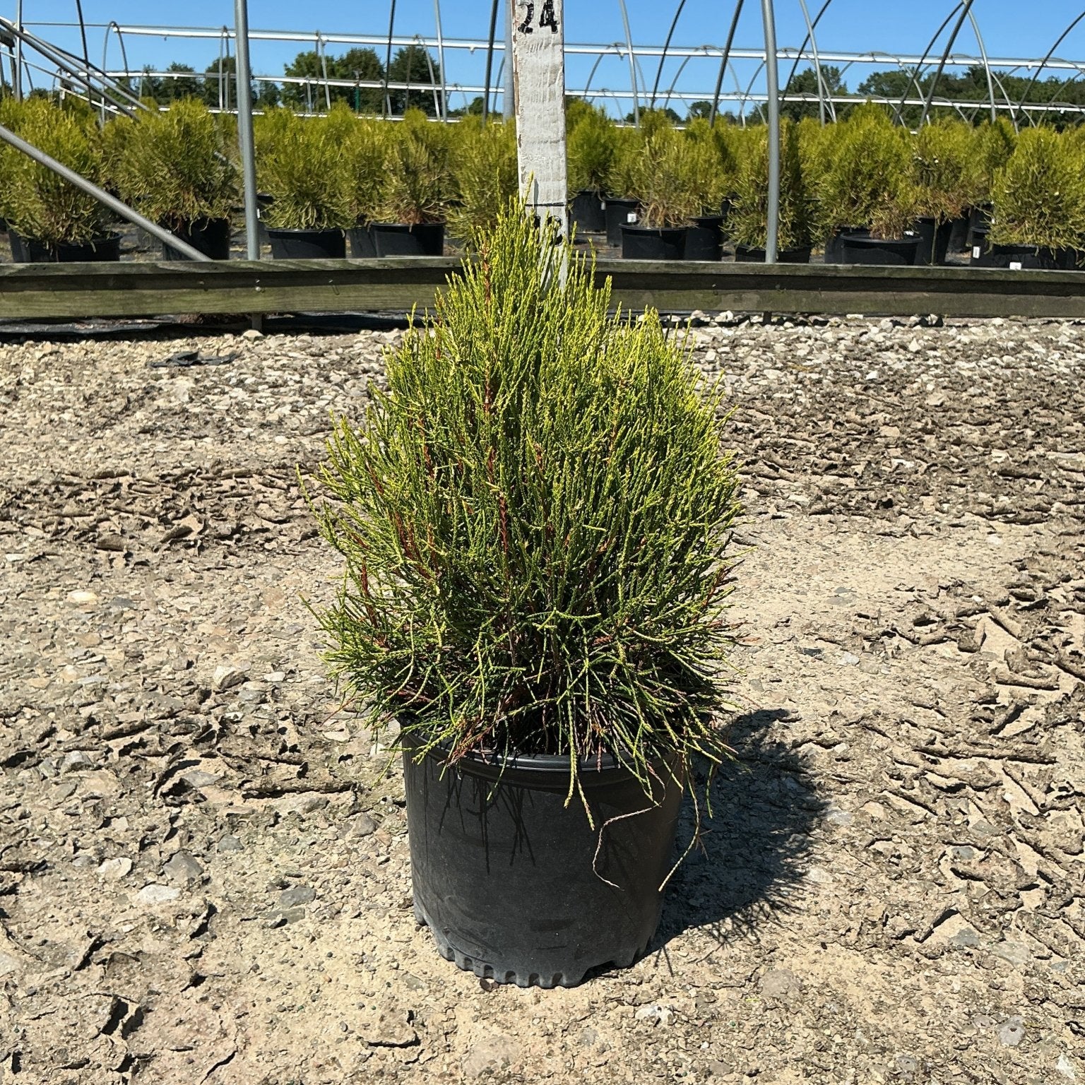 Franky Boy Arborvitae in a black nursery container with dense green upright foliage, displayed at a plant nursery.