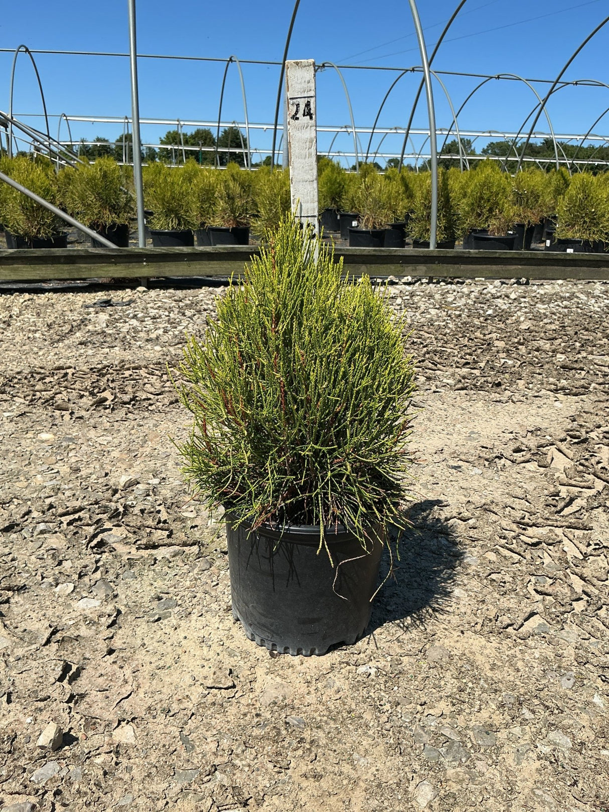 Franky Boy Arborvitae in a black nursery container with dense green upright foliage, displayed at a plant nursery.
