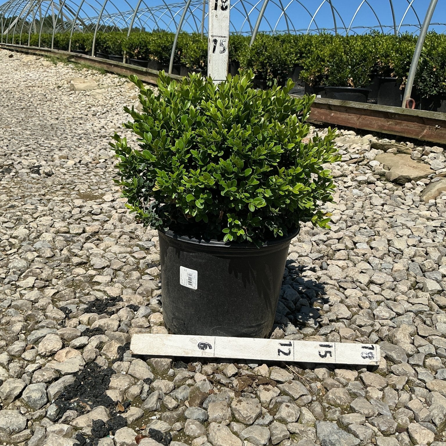 Green Velvet Boxwood shrub in a #3 black nursery container, showing dense rounded habit with bright green foliage, measured against a sizing stake.