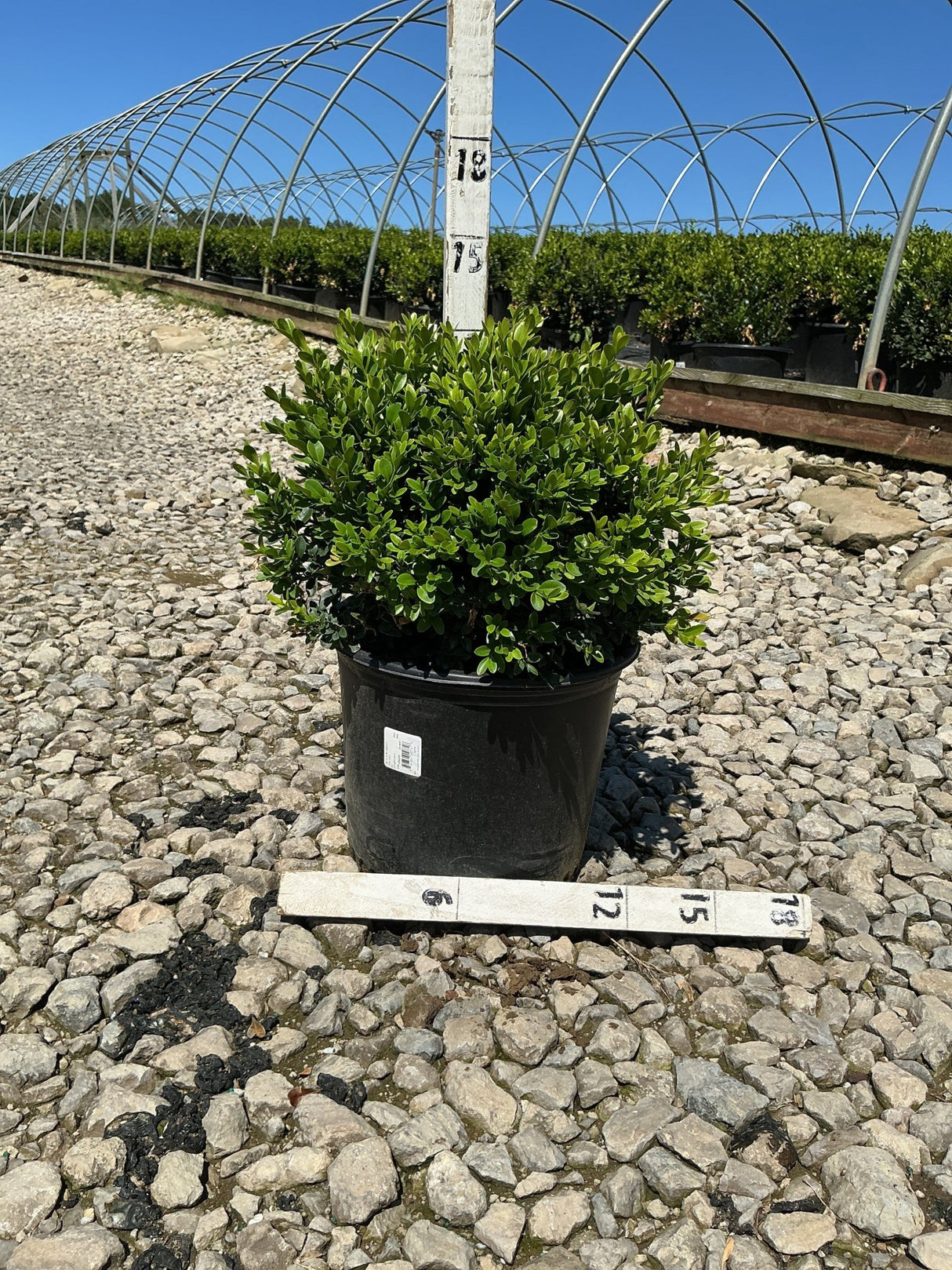 Green Velvet Boxwood shrub in a #3 black nursery container, showing dense rounded habit with bright green foliage, measured against a sizing stake.