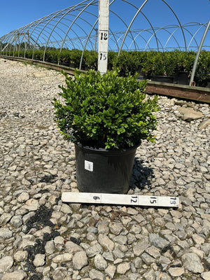 Green Velvet Boxwood shrub in a #3 black nursery container, showing dense rounded habit with bright green foliage, measured against a sizing stake.