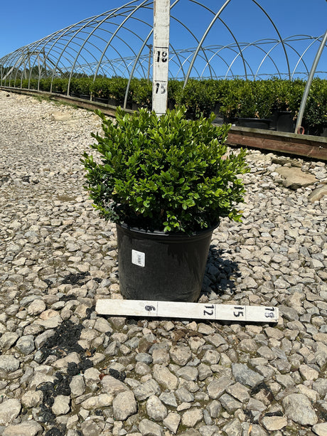 Green Velvet Boxwood shrub in a #3 black nursery container, showing dense rounded habit with bright green foliage, measured against a sizing stake.