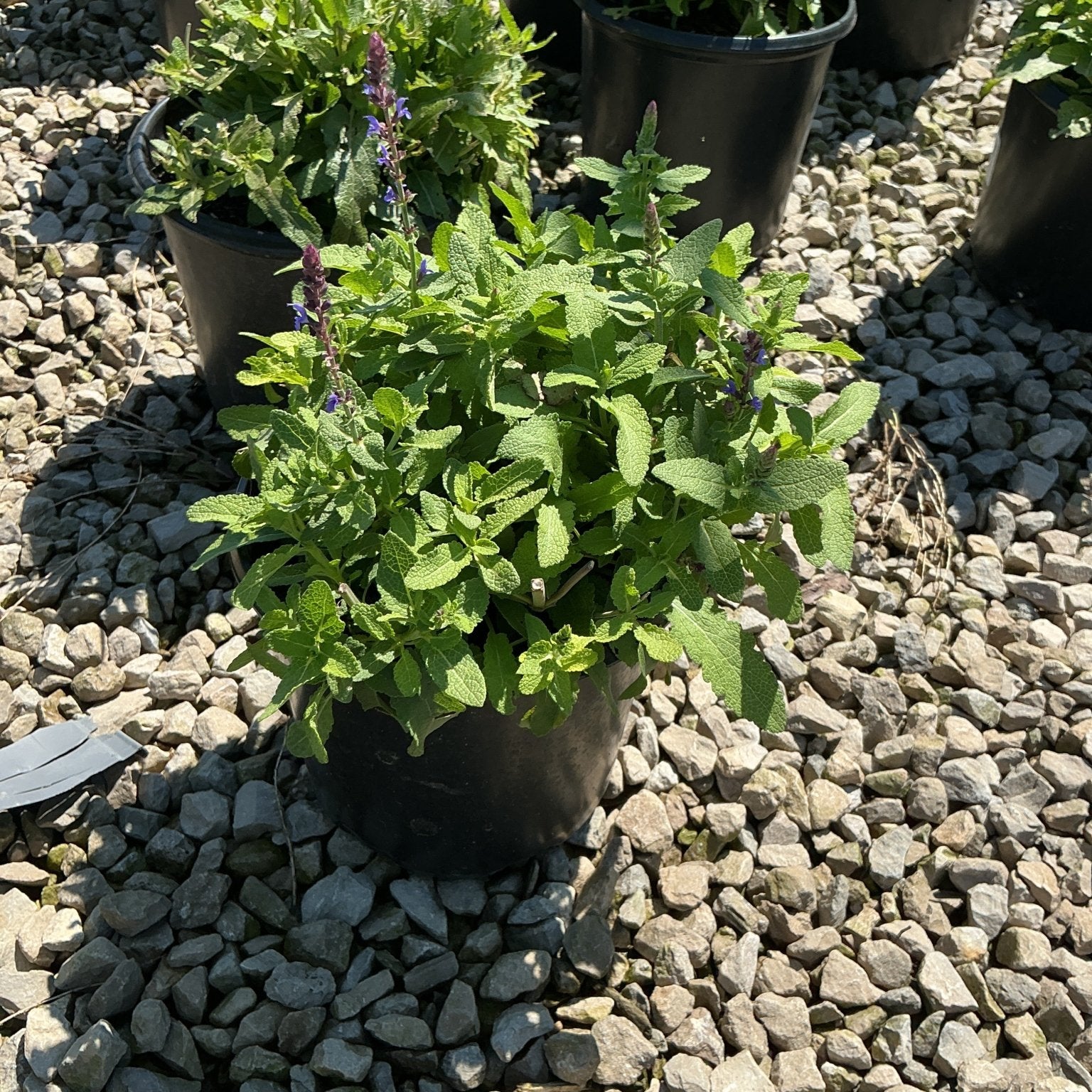 Marcus Salvia growing in a black nursery container with blue-purple flower spikes rising above textured green foliage.
