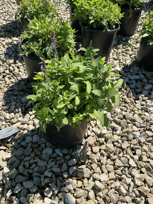 Marcus Salvia growing in a black nursery container with blue-purple flower spikes rising above textured green foliage.