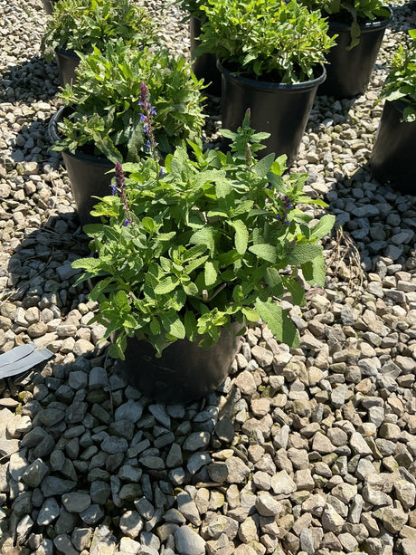 Marcus Salvia growing in a black nursery container with blue-purple flower spikes rising above textured green foliage.
