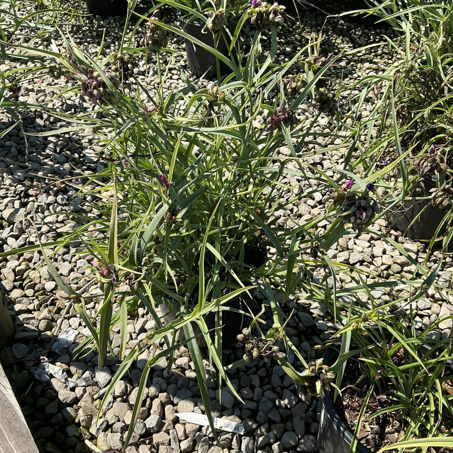 Tradescantia Concord Grape spiderwort in nursery containers showing grass-like foliage and purple flower buds in full sun.