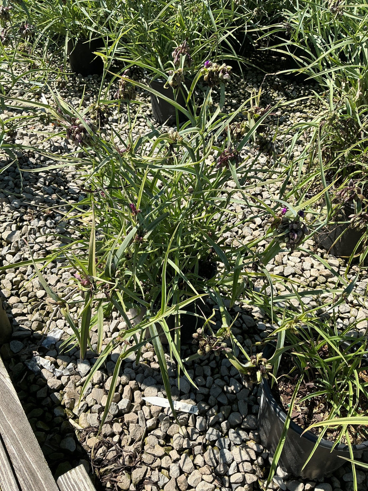 Tradescantia Concord Grape spiderwort in nursery containers showing grass-like foliage and purple flower buds in full sun.