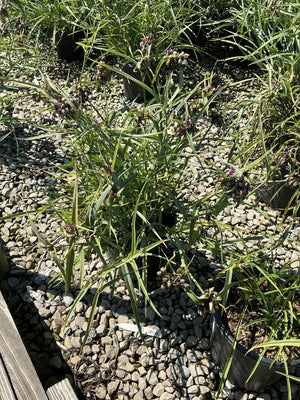 Tradescantia Concord Grape spiderwort in nursery containers showing grass-like foliage and purple flower buds in full sun.