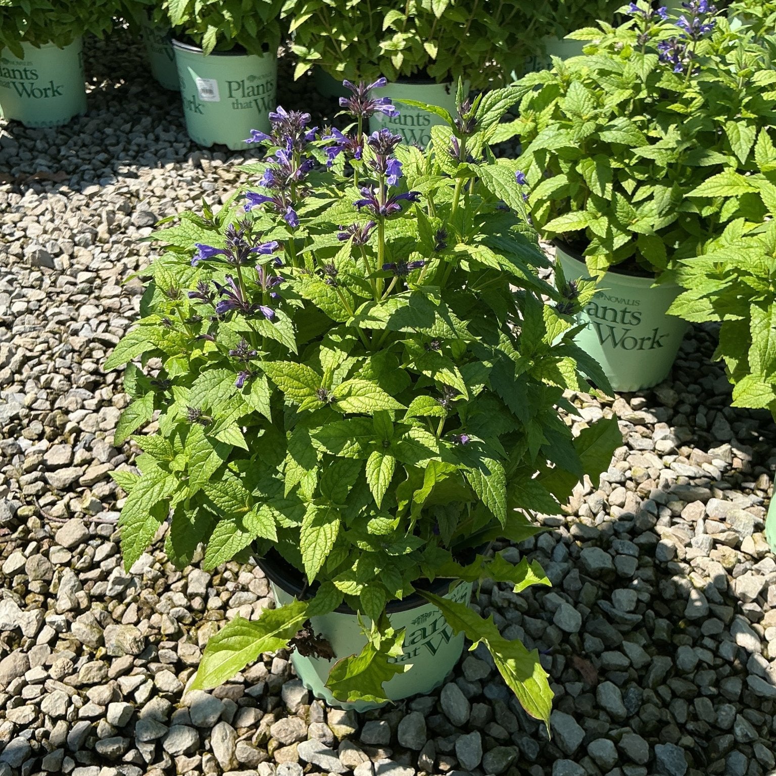 Neptune Catmint in a nursery container showing lush green foliage and small violet-blue flower spikes in full sun.