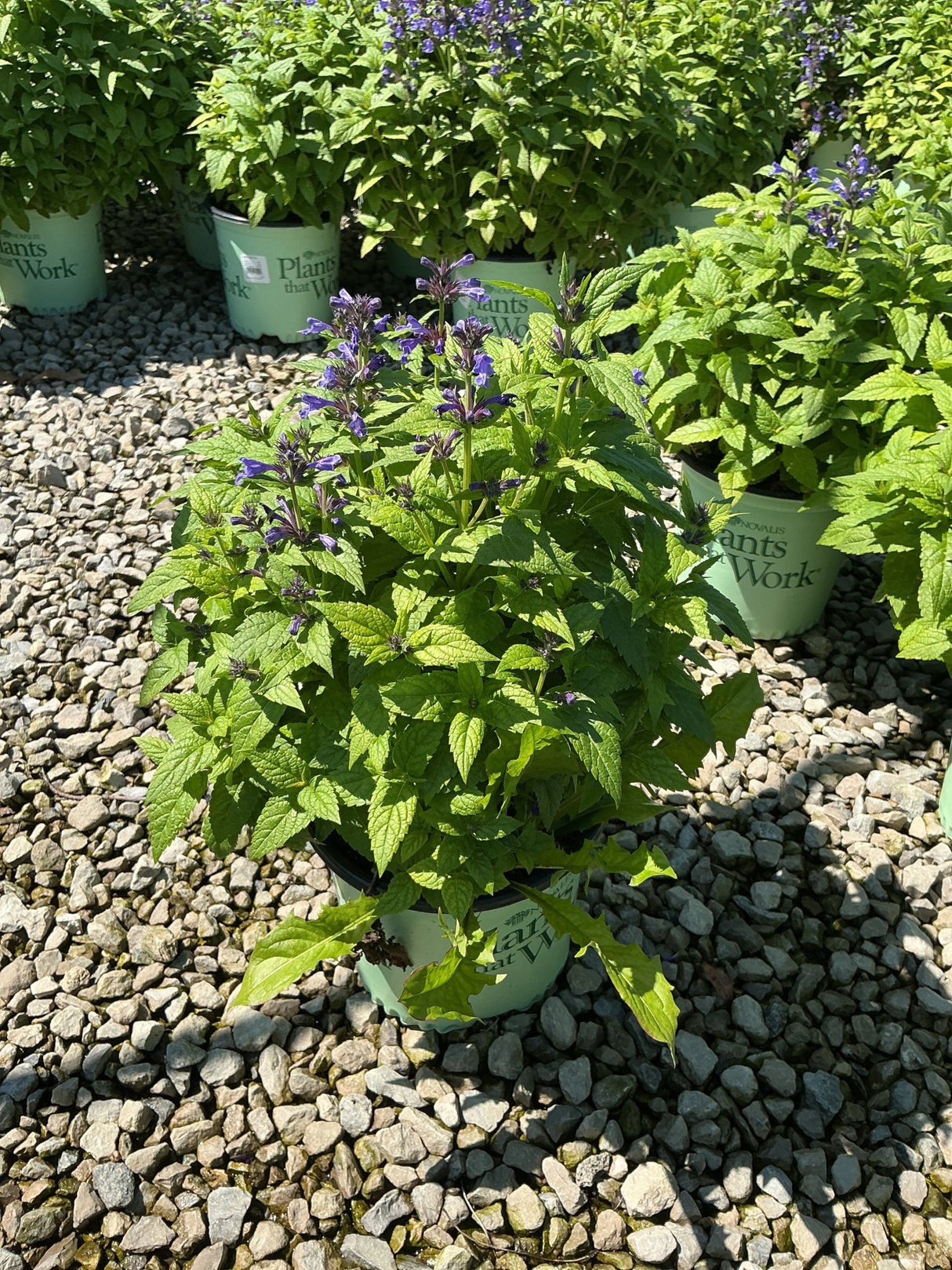 Neptune Catmint in a nursery container showing lush green foliage and small violet-blue flower spikes in full sun.