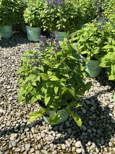 Neptune Catmint in a nursery container showing lush green foliage and small violet-blue flower spikes in full sun.