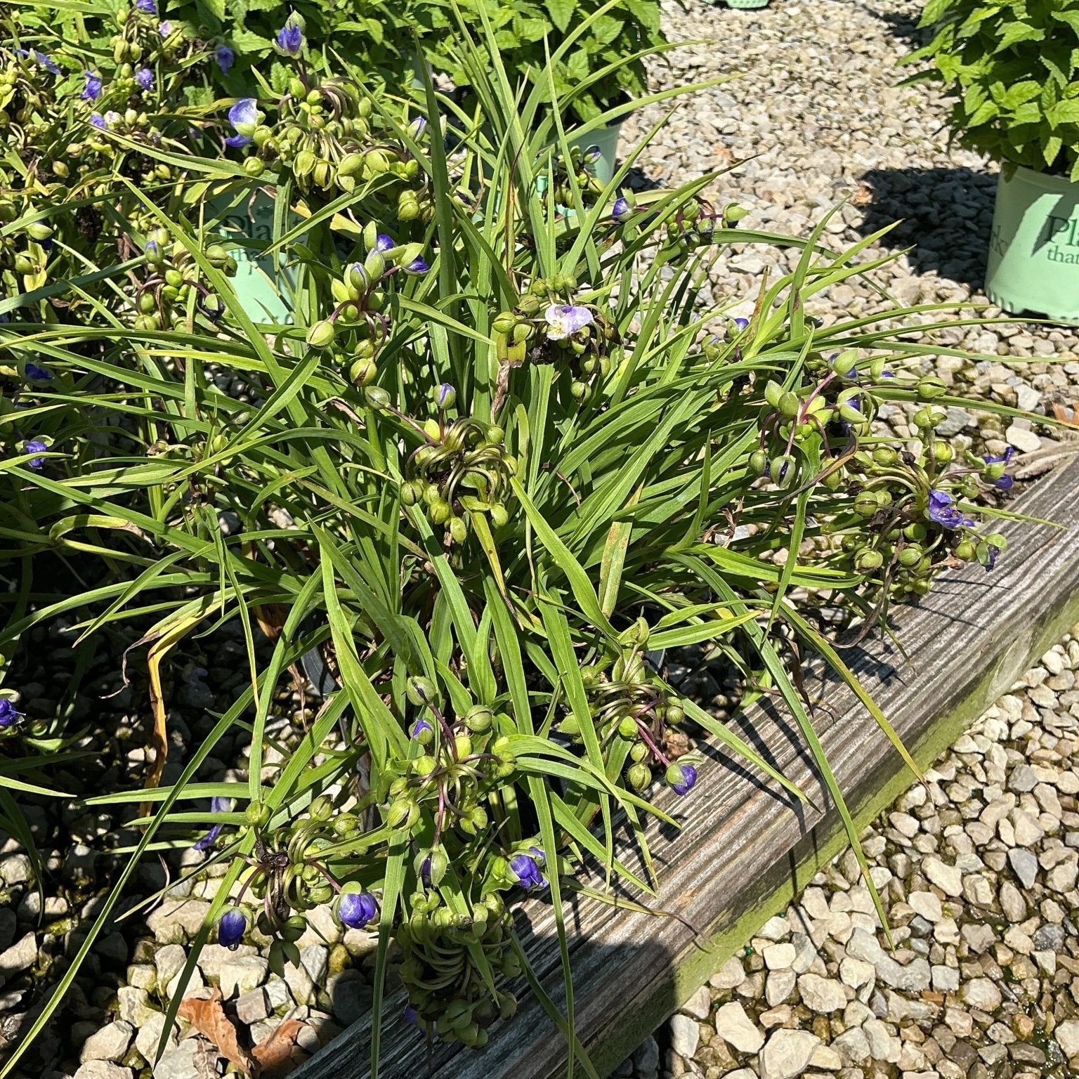 Amethyst Kiss Spiderwort showing grass-like foliage and small purple blooms in a nursery display bed.