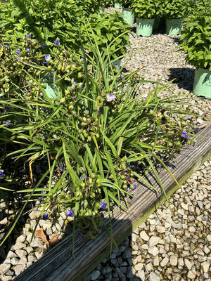 Amethyst Kiss Spiderwort showing grass-like foliage and small purple blooms in a nursery display bed.