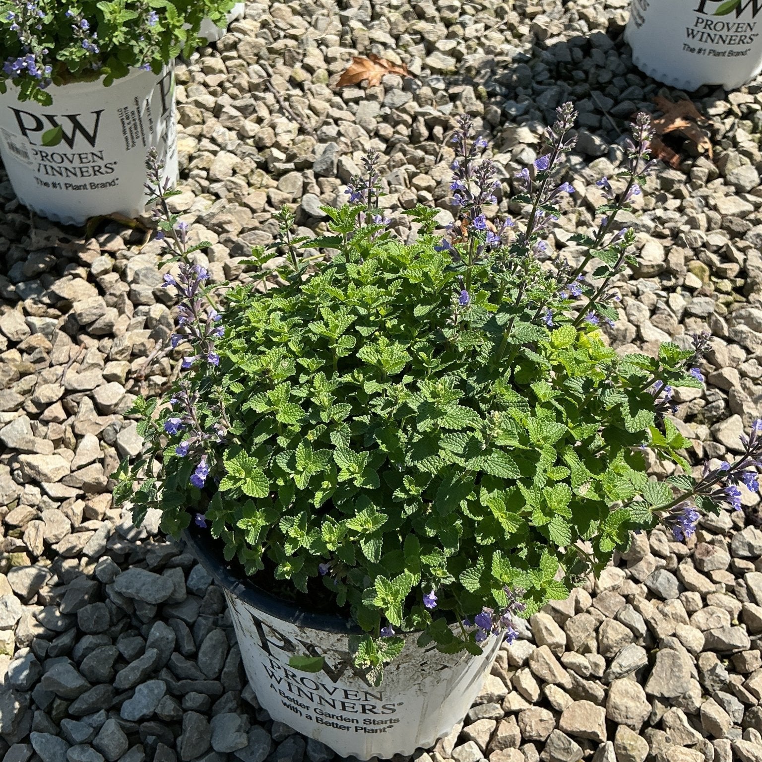 Cat's Pajamas Catmint in a Proven Winners container displaying mounding green foliage with purple flower spikes on a gravel surface.