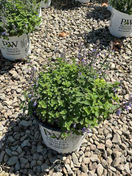 Cat's Pajamas Catmint in a Proven Winners container displaying mounding green foliage with purple flower spikes on a gravel surface.