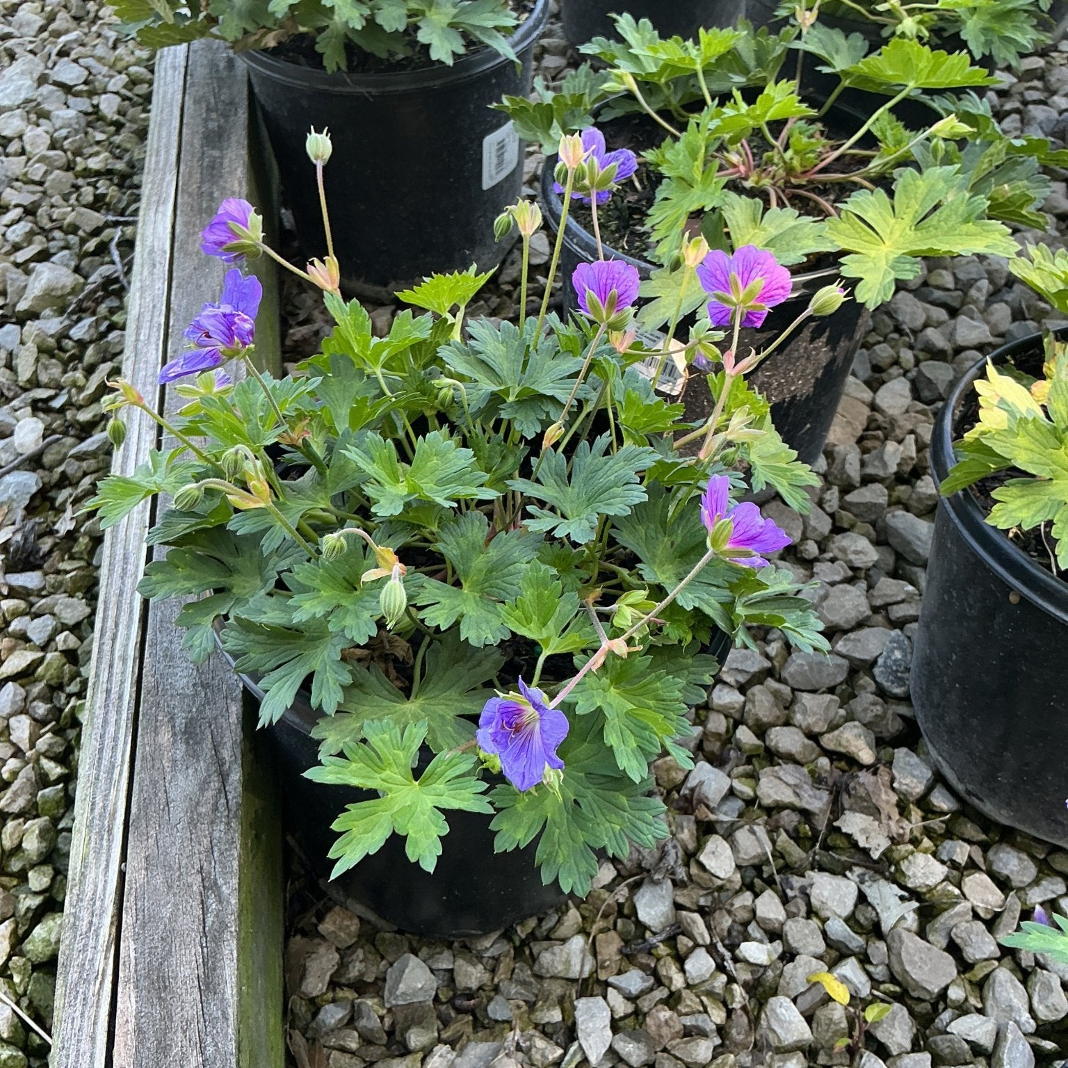 Rozanne Hardy Geranium in a black nursery container displaying violet-blue blooms and deeply lobed green foliage on a gravel bed.