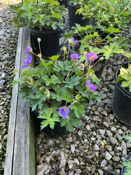 Rozanne Hardy Geranium in a black nursery container displaying violet-blue blooms and deeply lobed green foliage on a gravel bed.