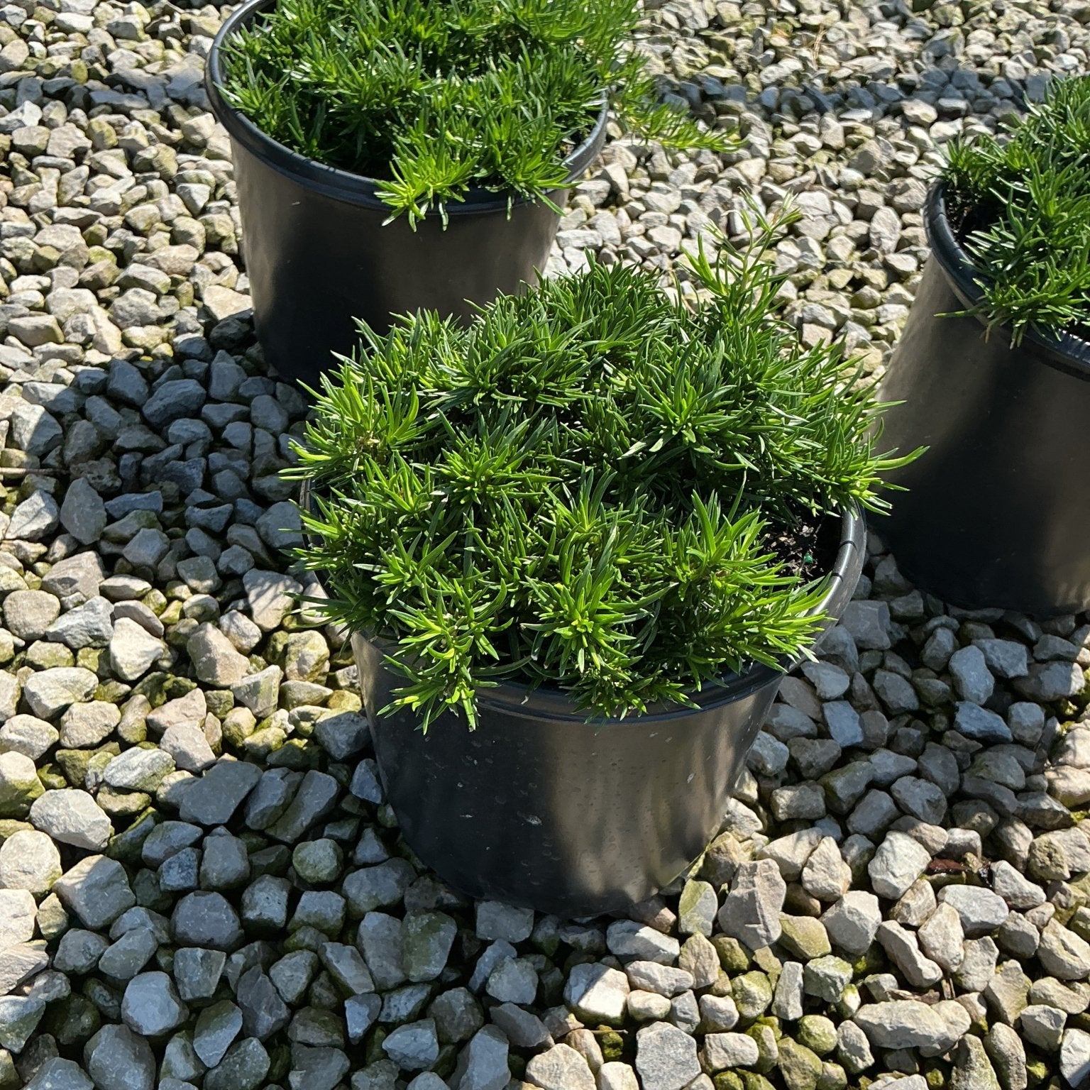 Emerald Blue Creeping Phlox in black nursery containers displayed on a gravel surface at a garden center.