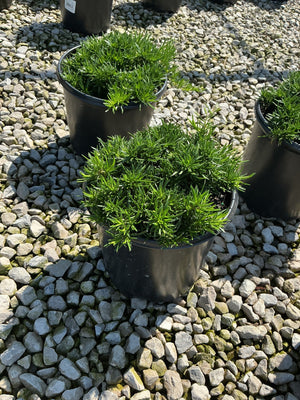 Emerald Blue Creeping Phlox in black nursery containers displayed on a gravel surface at a garden center.