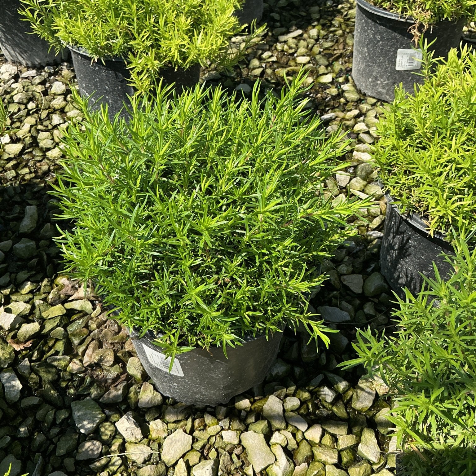 Compact green foliage shrub growing in a black nursery container surrounded by gravel at a garden center.