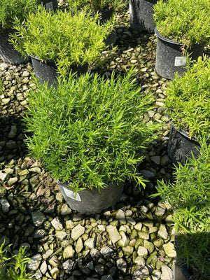 Compact green foliage shrub growing in a black nursery container surrounded by gravel at a garden center.