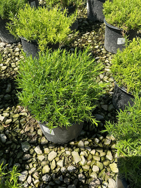 Compact green foliage shrub growing in a black nursery container surrounded by gravel at a garden center.