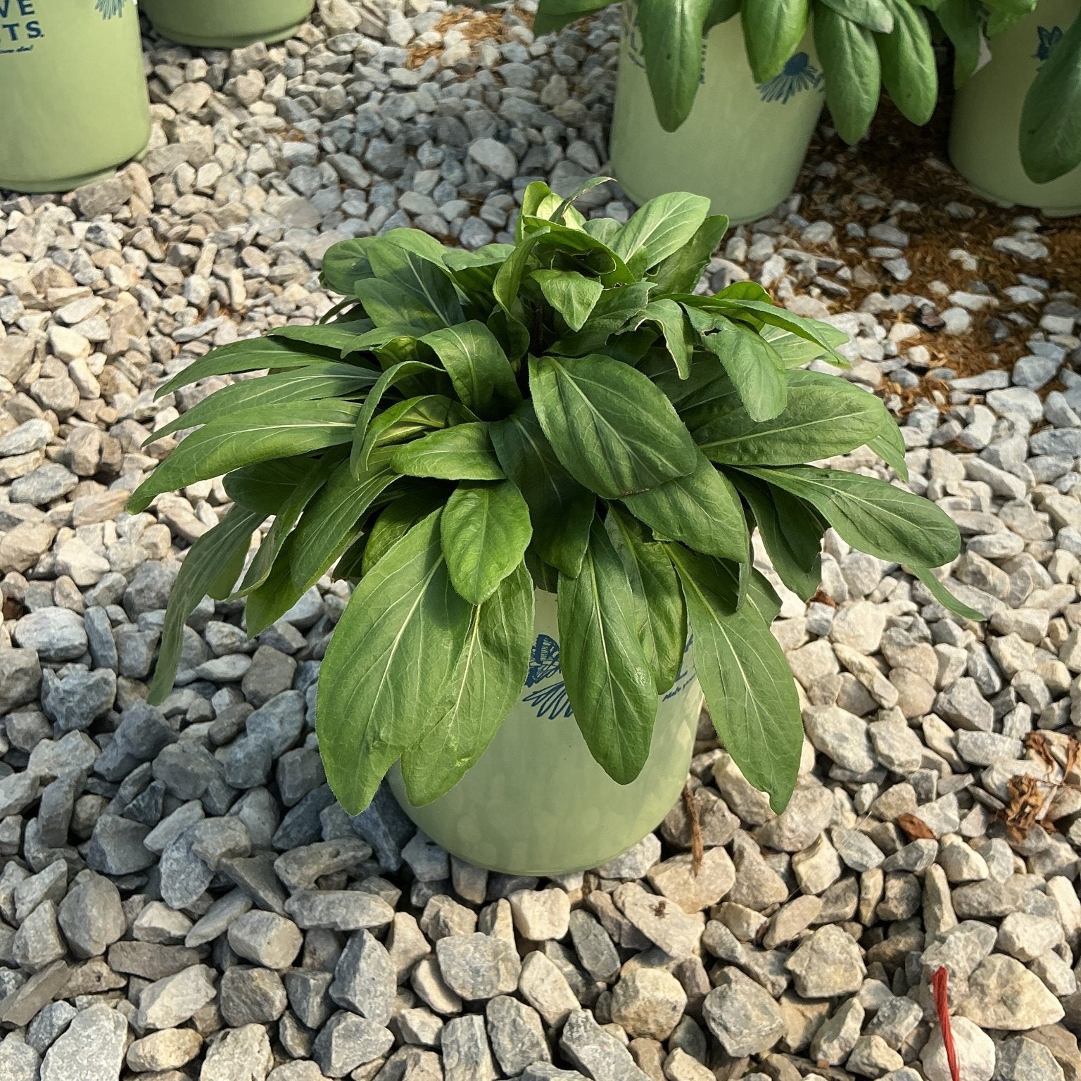 Hosta plant with dense dark green foliage growing in a round light green container on a gravel surface.