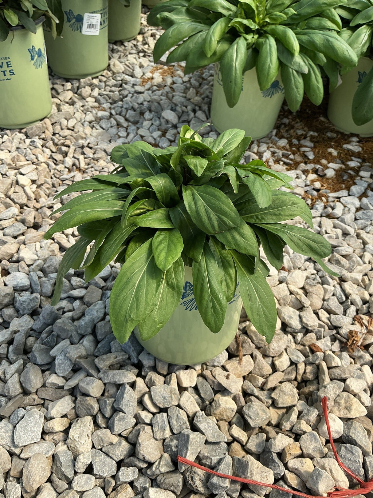 Hosta plant with dense dark green foliage growing in a round light green container on a gravel surface.
