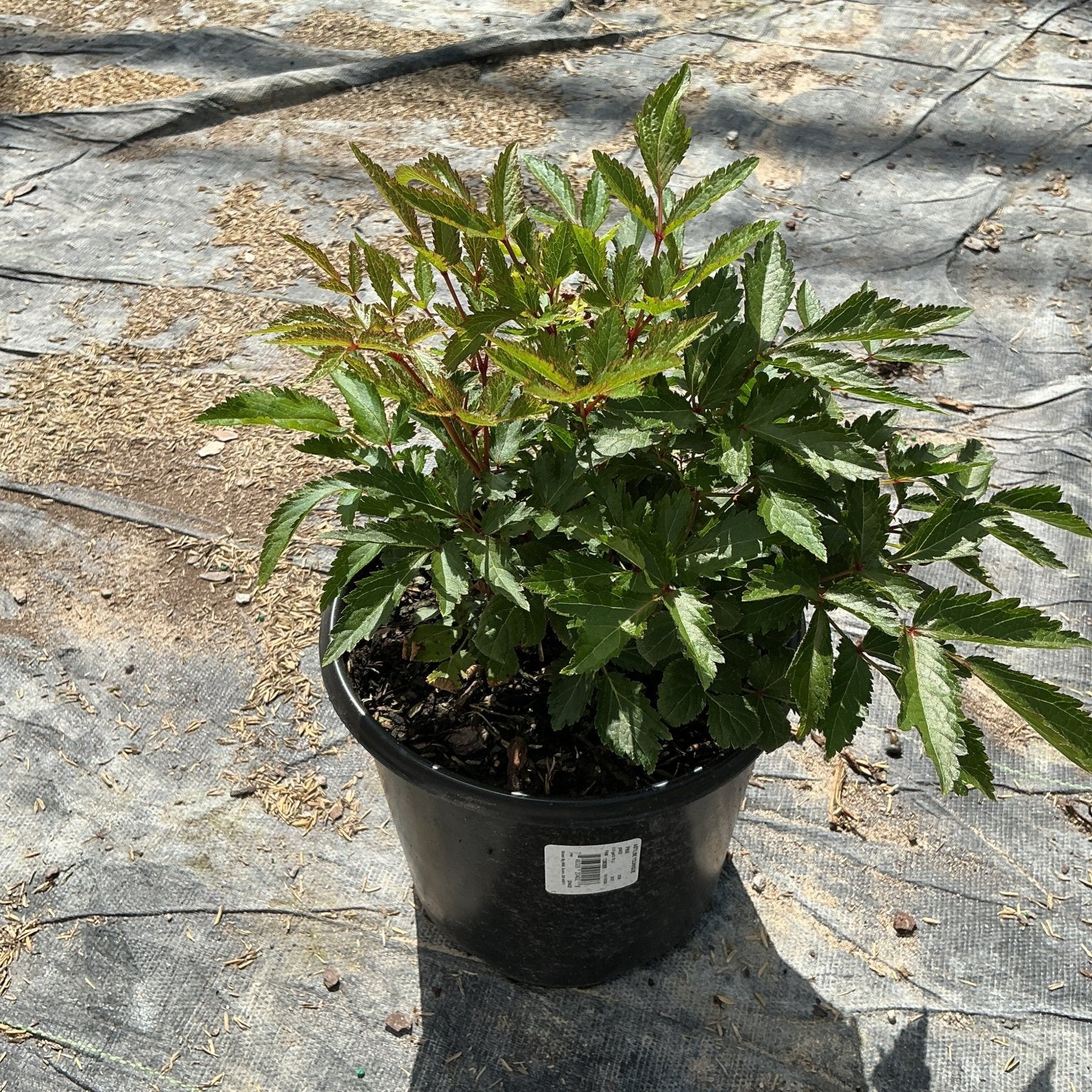 Younique Pink Astilbe in a #1 black nursery container showing dense green serrated foliage with reddish stems.