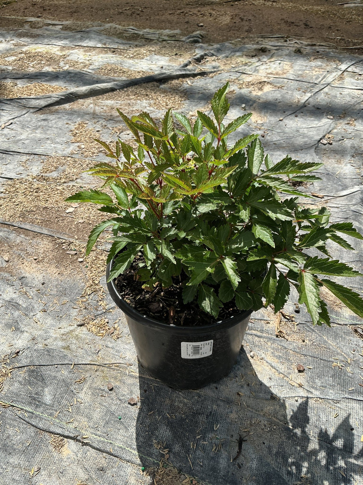 Younique Pink Astilbe in a #1 black nursery container showing dense green serrated foliage with reddish stems.