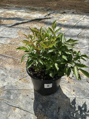 Younique Pink Astilbe in a #1 black nursery container showing dense green serrated foliage with reddish stems.