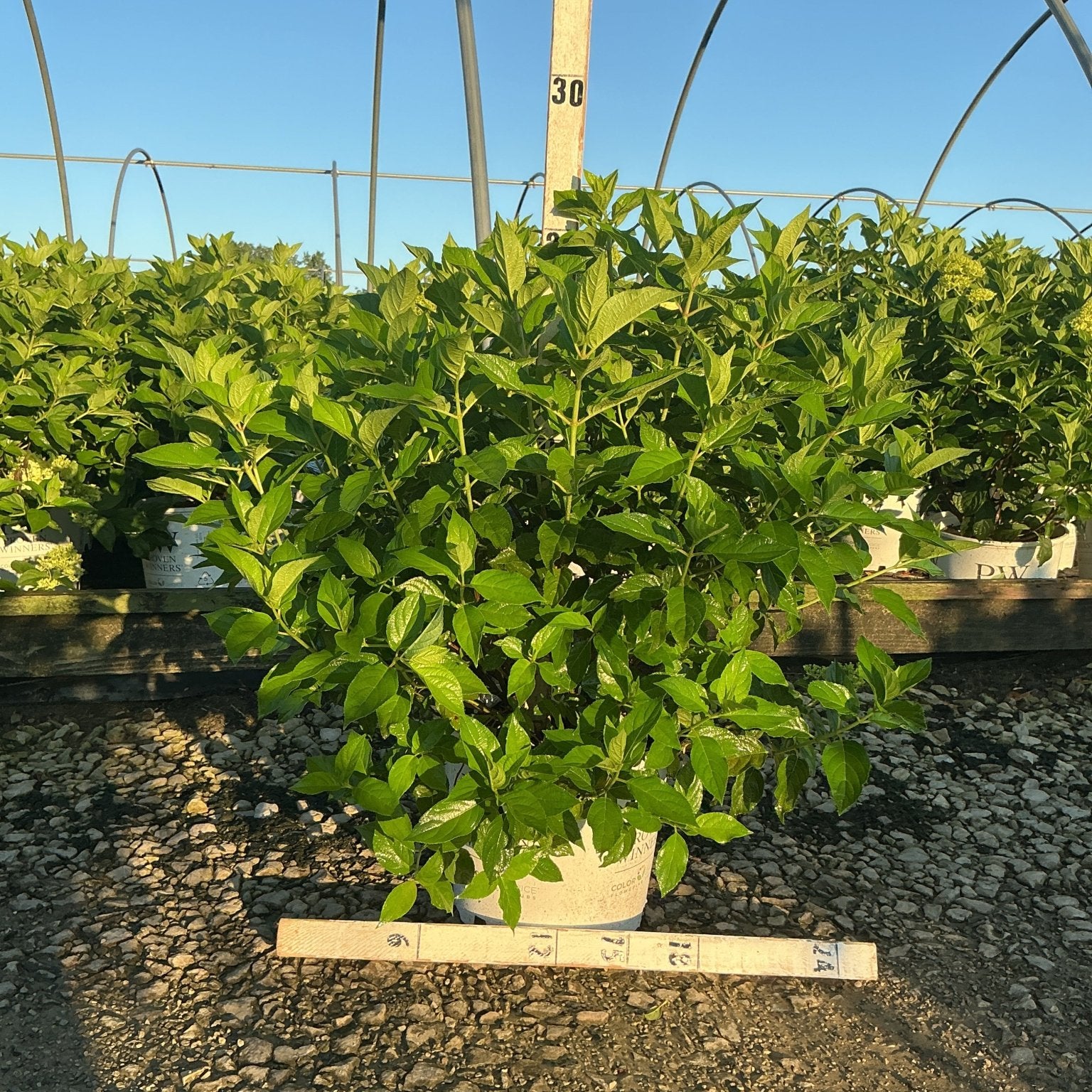 Limelight Panicle Hydrangea shrub in a #3 container displaying dense green foliage at a nursery greenhouse.