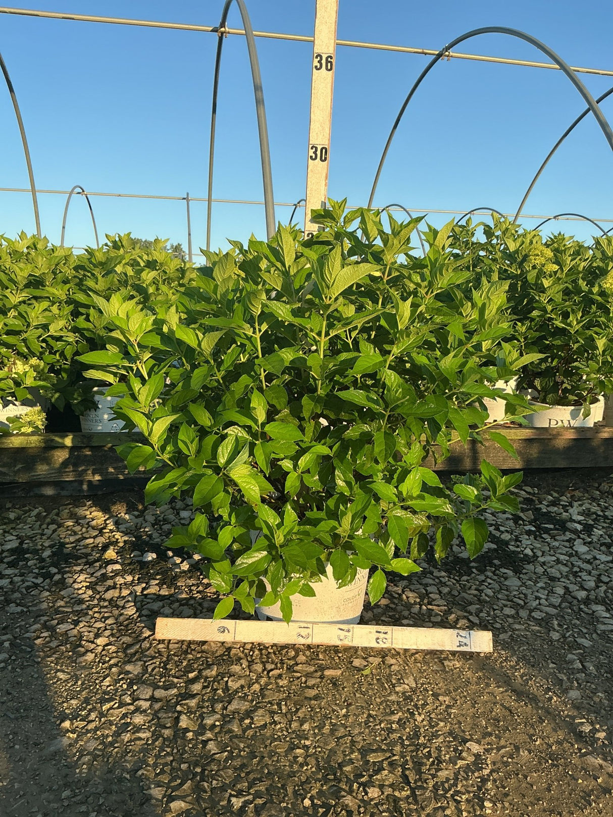 Limelight Panicle Hydrangea shrub in a #3 container displaying dense green foliage at a nursery greenhouse.