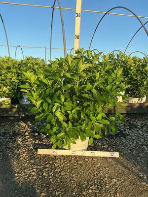 Limelight Panicle Hydrangea shrub in a #3 container displaying dense green foliage at a nursery greenhouse.