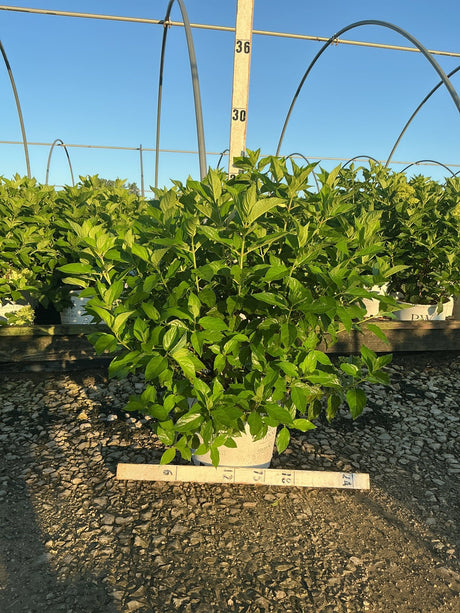 Limelight Panicle Hydrangea shrub in a #3 container displaying dense green foliage at a nursery greenhouse.