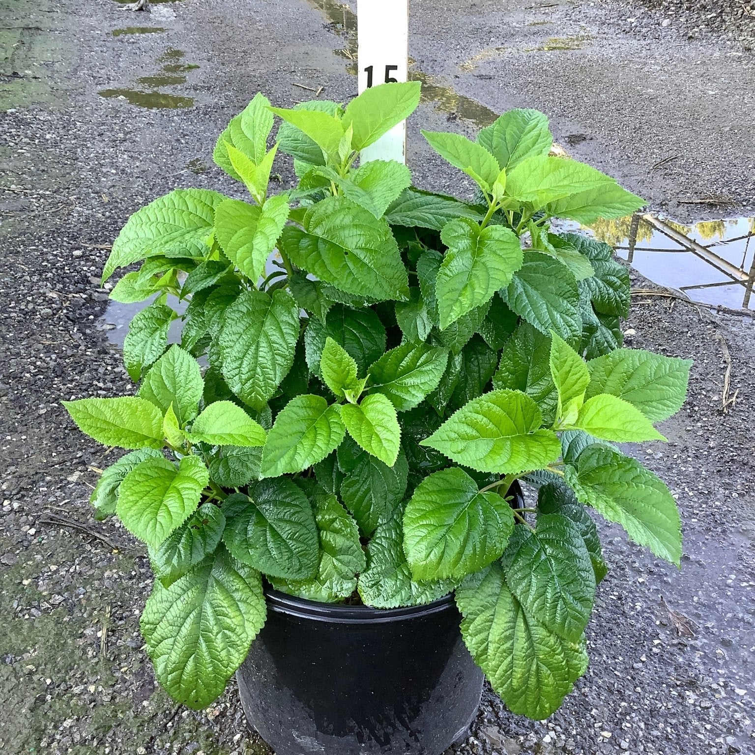 Annabelle Hydrangea shrub in a #3 black nursery container, showing lush green foliage with textured leaves.