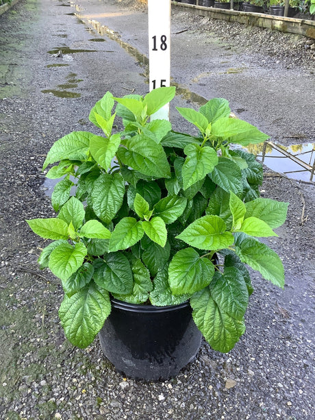 Annabelle Hydrangea shrub in a #3 black nursery container, showing lush green foliage with textured leaves.