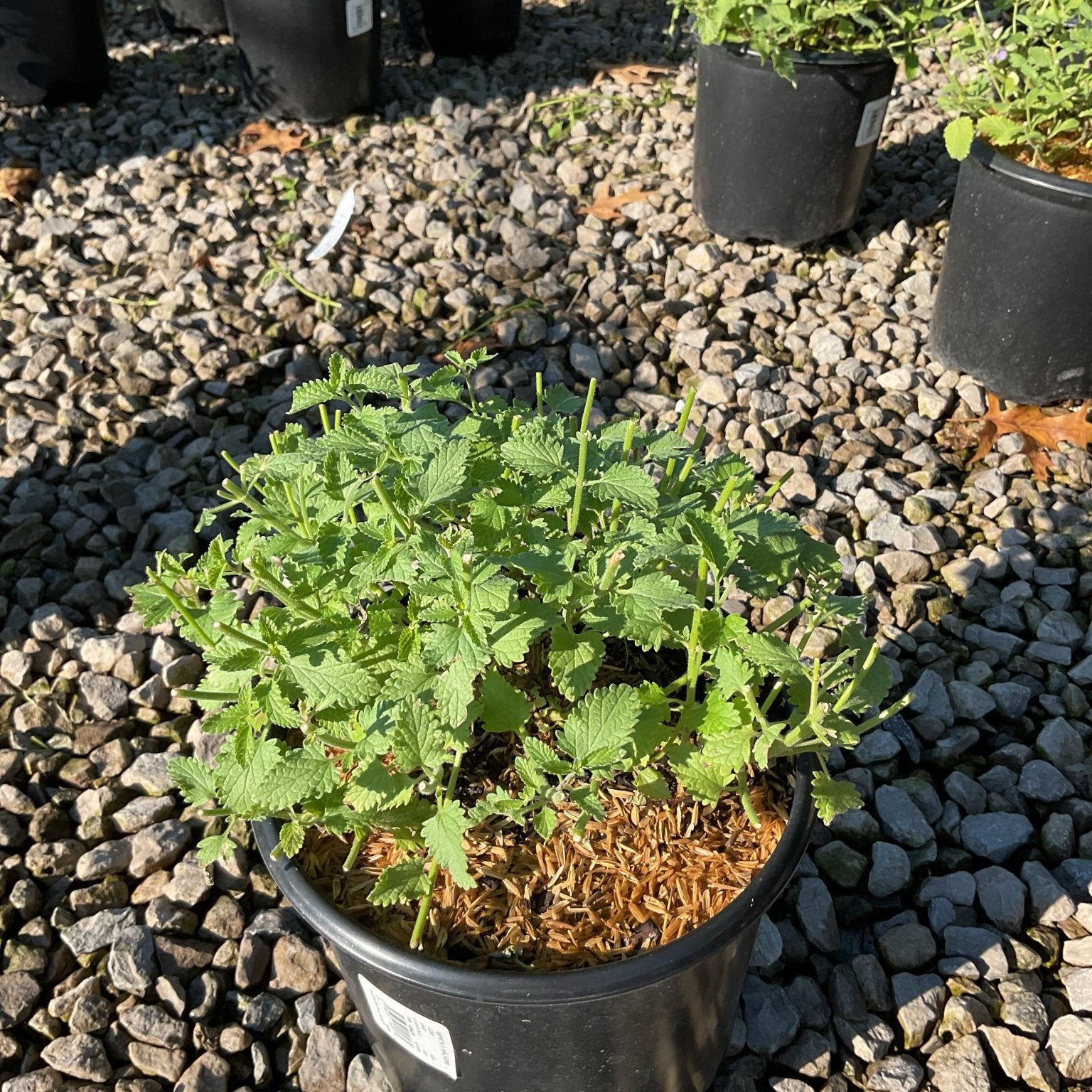 Walker's Low Catmint in a #1 black nursery container, showing dense mounding green foliage on a gravel surface.