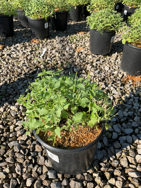 Walker's Low Catmint in a #1 black nursery container, showing dense mounding green foliage on a gravel surface.