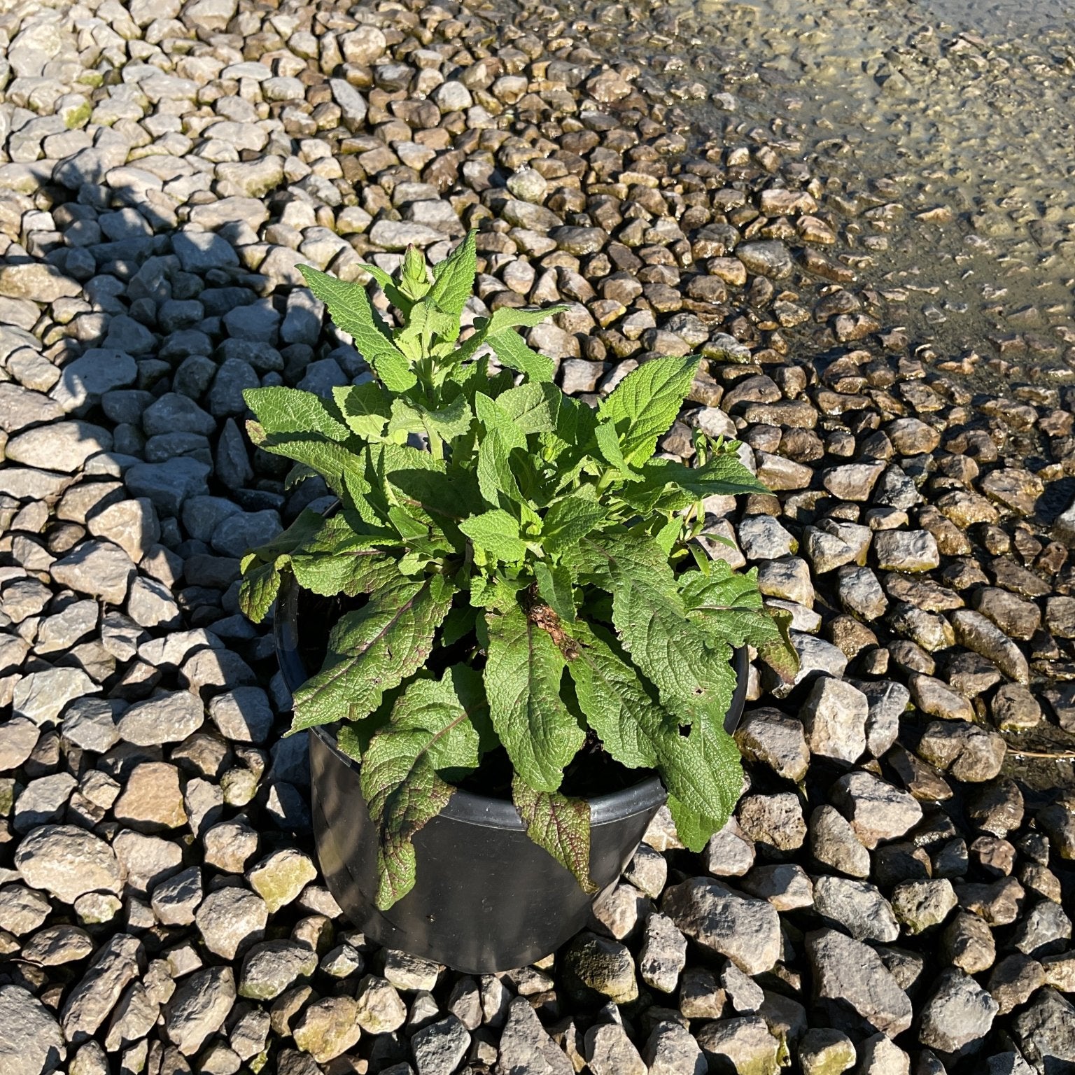 East Friesland Salvia in a black #1 container, showing lush green and burgundy-tinged foliage on a gravel surface.