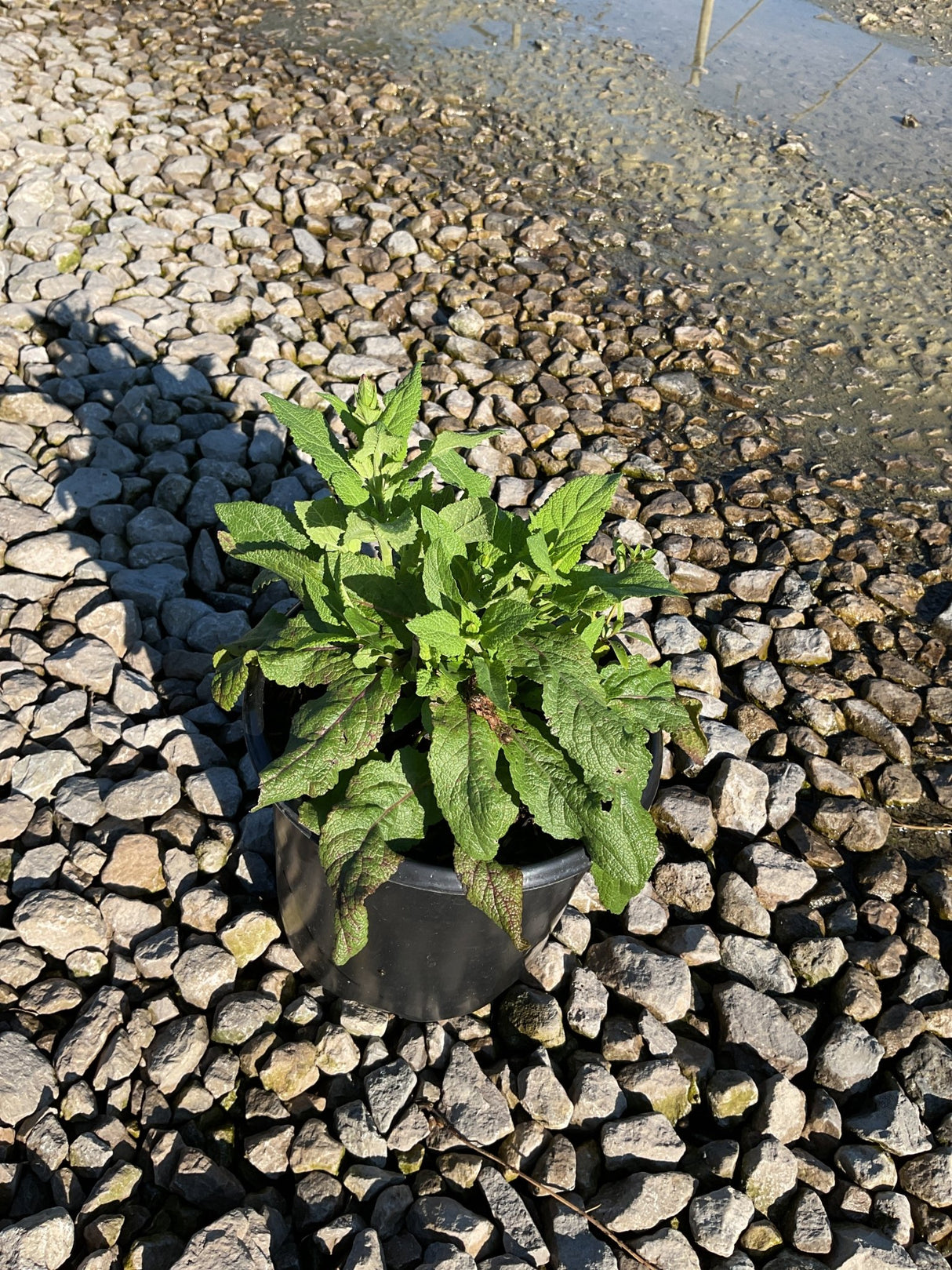 East Friesland Salvia in a black #1 container, showing lush green and burgundy-tinged foliage on a gravel surface.