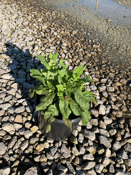 East Friesland Salvia in a black #1 container, showing lush green and burgundy-tinged foliage on a gravel surface.