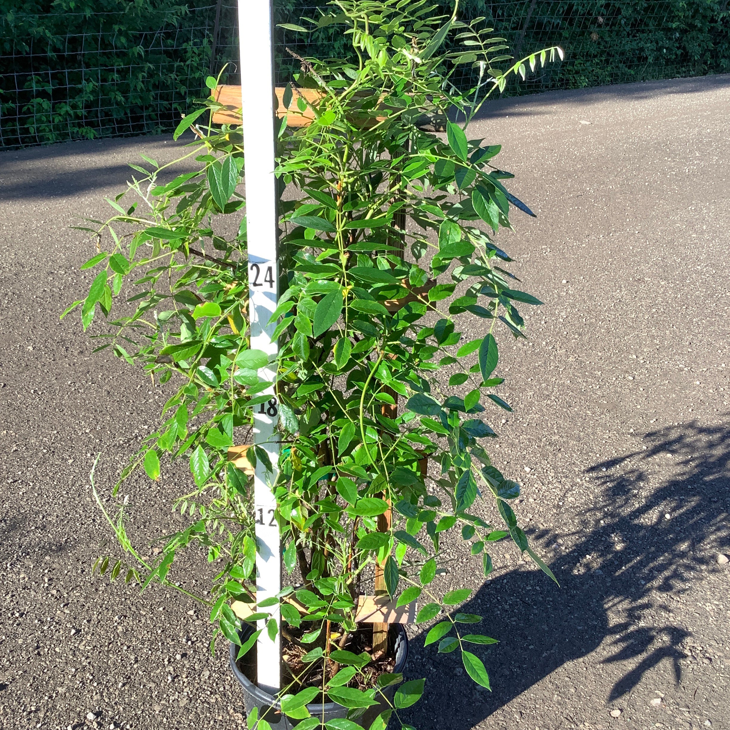 Amethyst Falls Wisteria vine in a #2 container with lush green pinnate foliage, shown against a measurement pole.