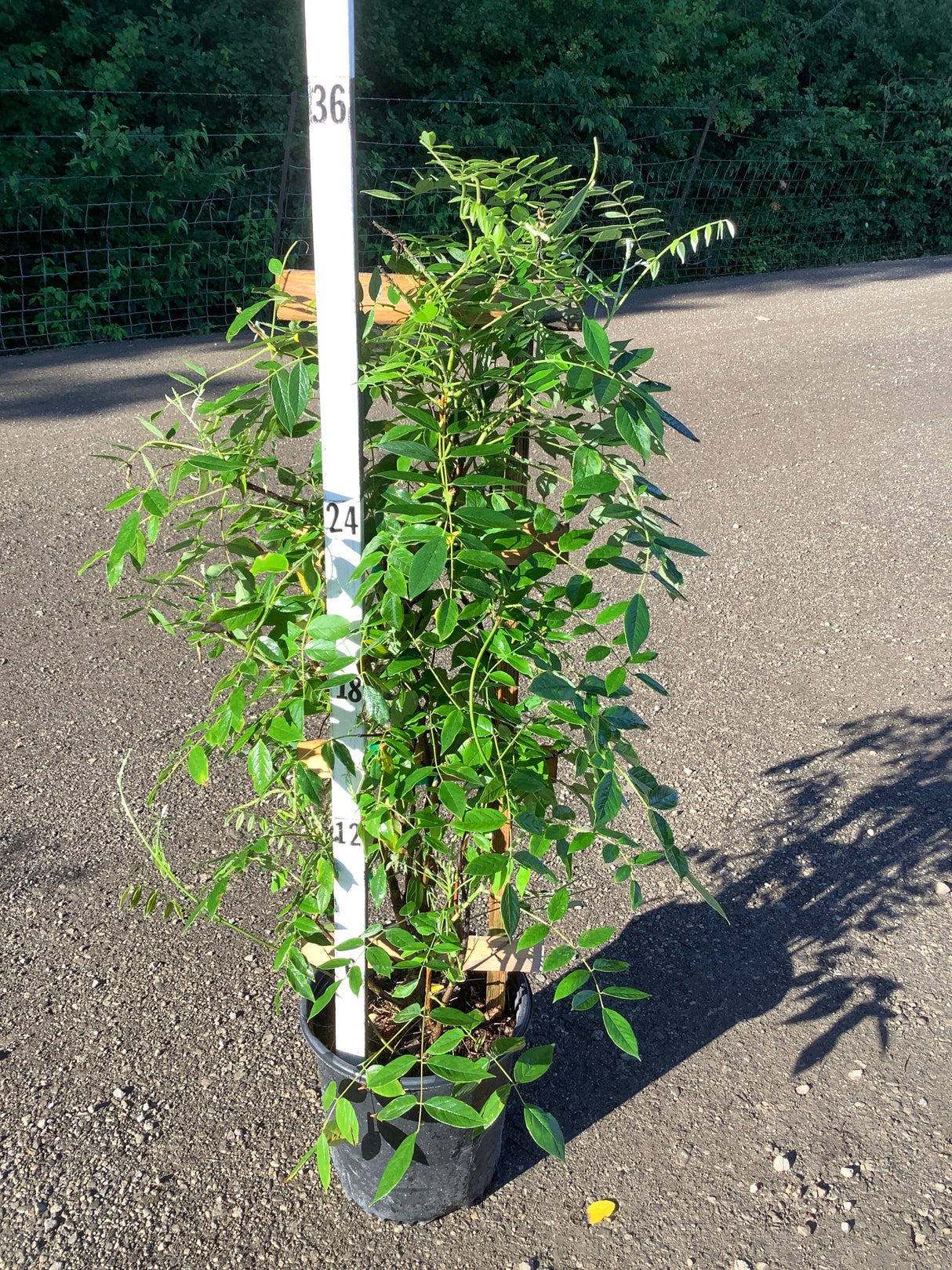 Amethyst Falls Wisteria vine in a #2 container with lush green pinnate foliage, shown against a measurement pole.